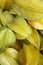 Fresh Yellow Carambola Star Fruit at Brazilian Farmers Market