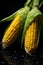 fresh yellow corn cobs with water drops