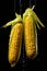 fresh yellow corn cobs with water drops