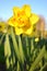 Fresh yellow daffodil
