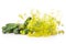 Fresh yellow dill flowers isolated on white