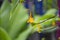 Fresh yellow flower of  dancing ladies ginger after rain