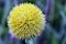 Fresh yellow flower, in the garden Charming and colourful