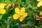 Fresh yellow Hypericum Patulum shrub blossoming flowers on green leaves background in spring and summer season in the garden.