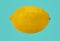 Fresh yellow lemon isolate on vivid blue background