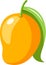 Fresh yellow mango, illustration, vector