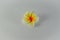 Fresh yellow and orange flower-shaped brooch made of soft foam