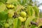 fresh yellow pears on a tree in the garden. Autumn harvest. Garden and vegetable garden. Gardening. agriculture. Healthy fruits