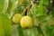 fresh yellow pears on a tree in the garden. Autumn harvest. Garden and vegetable garden. Gardening. agriculture. Healthy fruits