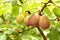 Fresh yellow plums. Branch of plum fruit. Scene of garden plum tree. Orchard plums fruit. Ripe fruits harvested in fall