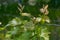 Fresh yellow and red sprouts of young green branches of grapevine at vineyard in springtime. Tiny grape leaves closeup