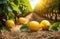 fresh yellow ripe lemons on the branches of a lemon tree, lemon plantation to the horizon,