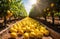 fresh yellow ripe lemons on the branches of a lemon tree, lemon plantation to the horizon, lemon