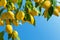 Fresh yellow ripe lemons with green leaves