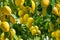 Fresh yellow ripe lemons with green leaves on lemon tree branches  in sunny weather