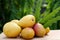 Fresh yellow ripe mangoes against green