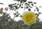 Fresh yellow rose blurred background