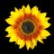 Fresh Yellow Sunflower Petals Closeup Isolated