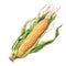 Fresh yellow sweet corn ears with green leaves, ripe corncob, young corn, vegetable, healthy food, isolated, package