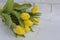 Fresh yellow tulips on grey background