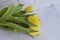 Fresh yellow tulips on grey background