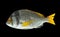 Fresh yellowfin dorado fish isolated