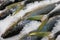 Fresh Yellowtail  Fish Market