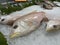 Fresh yellowtail snapper fish stored with ice in a supermarket