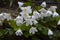 Fresh young blossoming oxalis shamrock