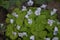 Fresh young blossoming oxalis shamrock.Waldsauerklee, Oxalis, acetosella