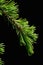 Fresh young branch of Deodar cedar Cedrus Deodara with water drops on needles on dark background