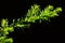Fresh young branch of Japanese Yew Taxus Cuspidata on dark background