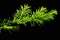 Fresh young branch of Japanese Yew Taxus Cuspidata with drops of water on dark background