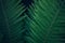 Fresh young bright dark green fern, natural background texture