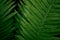 Fresh young bright green fern, natural background texture