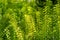 Fresh young bud soft green leaves of Wrightia religiosa variegata plant spreading on blurred background under sunlight in garden