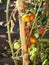 Fresh young cherry tomatoes on the branch of tomato tree.