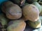 Fresh young coconut seed fruit in the shade ready for sale