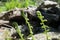 Fresh young fern green leaves in Andorra mountains