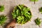 Fresh young ground elder plant on a spoon in springtime