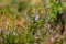 fresh young heather blooming in forest