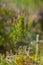 fresh young heather blooming in forest