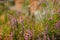 fresh young heather blooming in forest