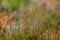 fresh young heather blooming in forest