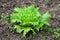 Fresh young light green layered Lettuce or Lactuca sativa annual organic plant planted in local home garden surrounded with wet