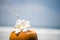 Fresh young orange coconut with a tube for drinks and Plumeria flowers in a tropical resort near the ocean