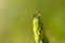 Fresh young pine buds - drug in alternative medicine. Branches of Scots pine covered with yellow pollen, male gender