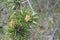 fresh young pine buds, heatlhy drug in alternative medicine. Flowering