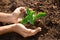 Fresh young plant growth in soil in hand. Plant,tree as symbol of start new life, care about nurture and environmental