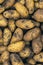 Fresh young potato. Heap of ripe potatoes on the ground in a field. Fresh white young organic potatoes, harvesting. Organic